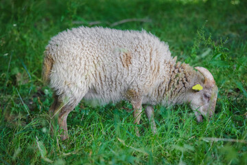 Jeune mouton avec sa laine colorée se nourrit avec de l'herbe en Eco pâturage 