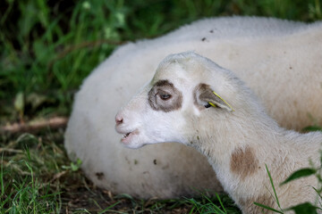 Jeune agneau avec un oeil colorée  se nourrit avec de l'herbe en Eco pâturage 