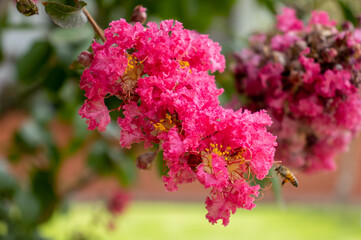 pink hydrangea bush with a bee approaching