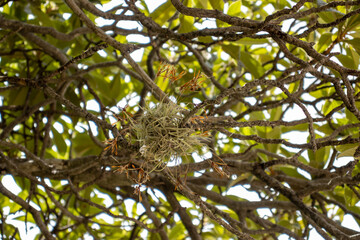 a bird's nest on tree branches