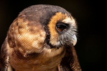 Asian Brown Wood Owl