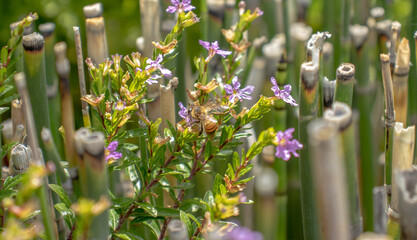 Obraz premium flowers with bamboo as a background
