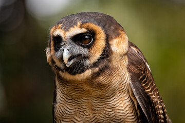 Asian Brown Wood Owl