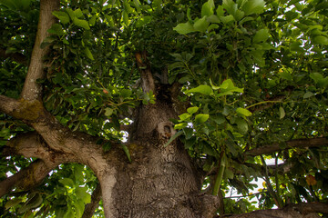Fototapeta premium low-angle view of a tree