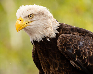 Obraz premium Bald Eagle