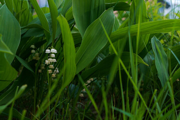 Obraz premium Lily of the valley or may-lily with white flowers among green leaves