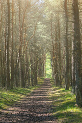 Background on a path in a pine forest and sunbeams breaking through a pine forest at dawn. Footpath through pine forest and rays of sunlight amongst trees 