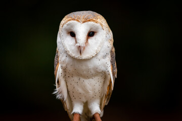 Barn Owl