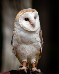 Barn Owl