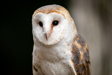 Barn Owl