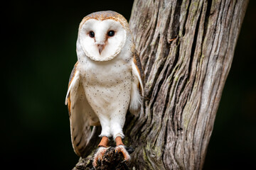 Barn Owl
