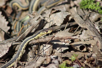 Common Garter Snake