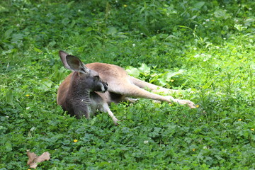 Kangaroo sunbathing in the field
