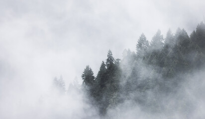Fototapeta na wymiar Green Evergreen Trees in a forest on top of a mountain covered in clouds and fog. Umpqua National Forest, Oregon, United States of America. Nature Background
