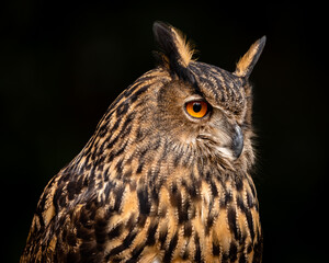 Eurasian Eagle Owl