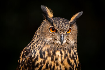 Eurasian Eagle Owl