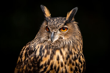Eurasian Eagle Owl
