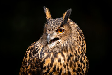 Eurasian Eagle Owl