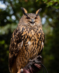 Eurasian Eagle Owl