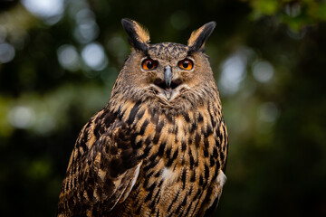 Eurasian Eagle Owl