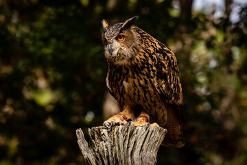 Eurasian Eagle Owl