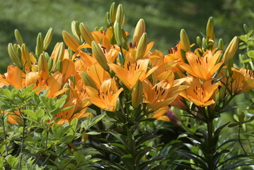 orange lilies © apsc61