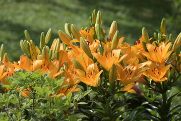 yellow flowers © apsc61