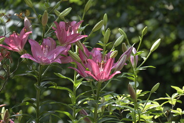 Fiori nel parco © apsc61