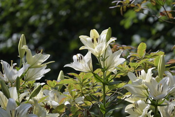 Fiori nel parco © apsc61