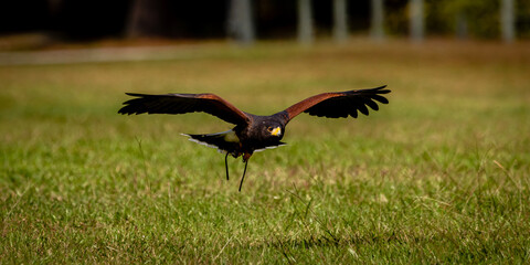 Harris's Hawk