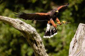 Harris's Hawk