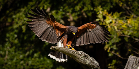 Harris's Hawk