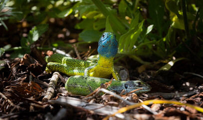Close-up of a male and female green lizard couple (Lacerta bilineata or Lacerta vivipara,...