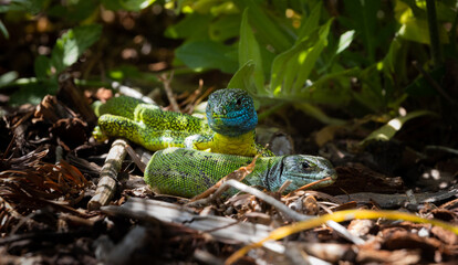 Close-up of a male and female green lizard couple (Lacerta bilineata or Lacerta vivipara, Smaragdeidechse). The male lizard lifting its head and showing the turquoise and yellow bottom side.