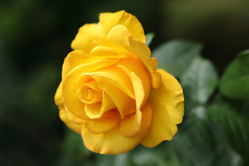 Open incredibly beautiful yellow Rose in the garden. Floral background. Soft focus. Close up beautiful yellow rose. Natural floral background. Horizontal photo. Without people. Beautiful postcard 