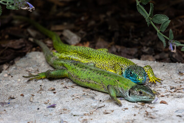 Naklejka na ściany i meble Close-up of a male and female green lizard couple (Lacerta bilineata or Lacerta vivipara, Smaragdeidechse) side by side on a stone. Focus on male lizard. Blurred background.