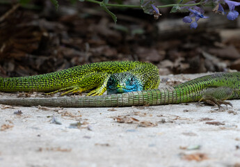 Close-up of a male and female green lizard couple (Lacerta bilineata or Lacerta vivipara, Smaragdeidechse) on a stone. Focus on male lizard with its head on female lizards tail. Blurred background