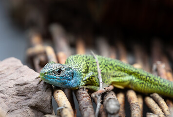 Naklejka na ściany i meble Close-up of a male green lizard (Lacerta bilineata or Lacerta vivipara, Smaragdeidechse) looking into the camera. Blurred background.