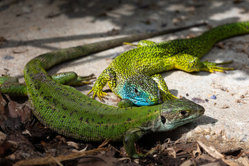 Close-up of a male and female green lizard couple (Lacerta bilineata or Lacerta vivipara, Smaragdeidechse) on a stone. Focus on male lizard with its head on female lizards back. Blurred background.
