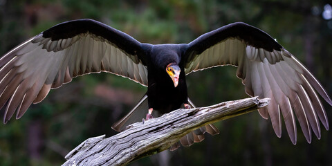 Lesser Yellow-headed Vulture