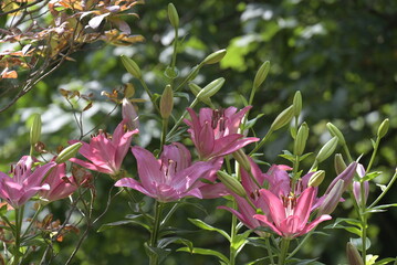 pink flowers in the garden