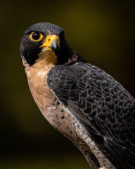 Peregrine Falcon