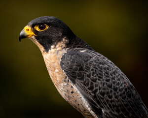 Peregrine Falcon