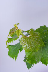 ブドウの新芽と苗木