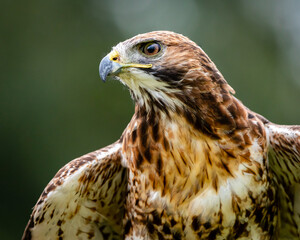 Red-tailed Hawk