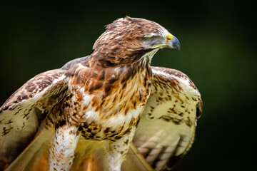 Red-tailed Hawk