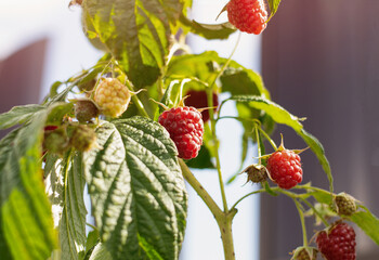 The photo shows a homemade raspberry bush in a private garden. The berries on the bushes are very large, ripe, red. Raspberry bushes in the garden, green garden.