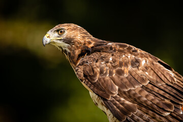 Red-tailed Hawk