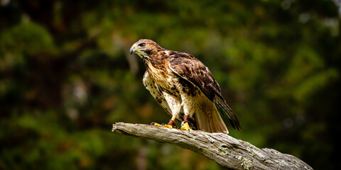 Red-tailed Hawk