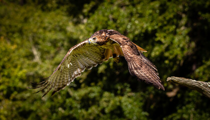 Red-tailed Hawk
